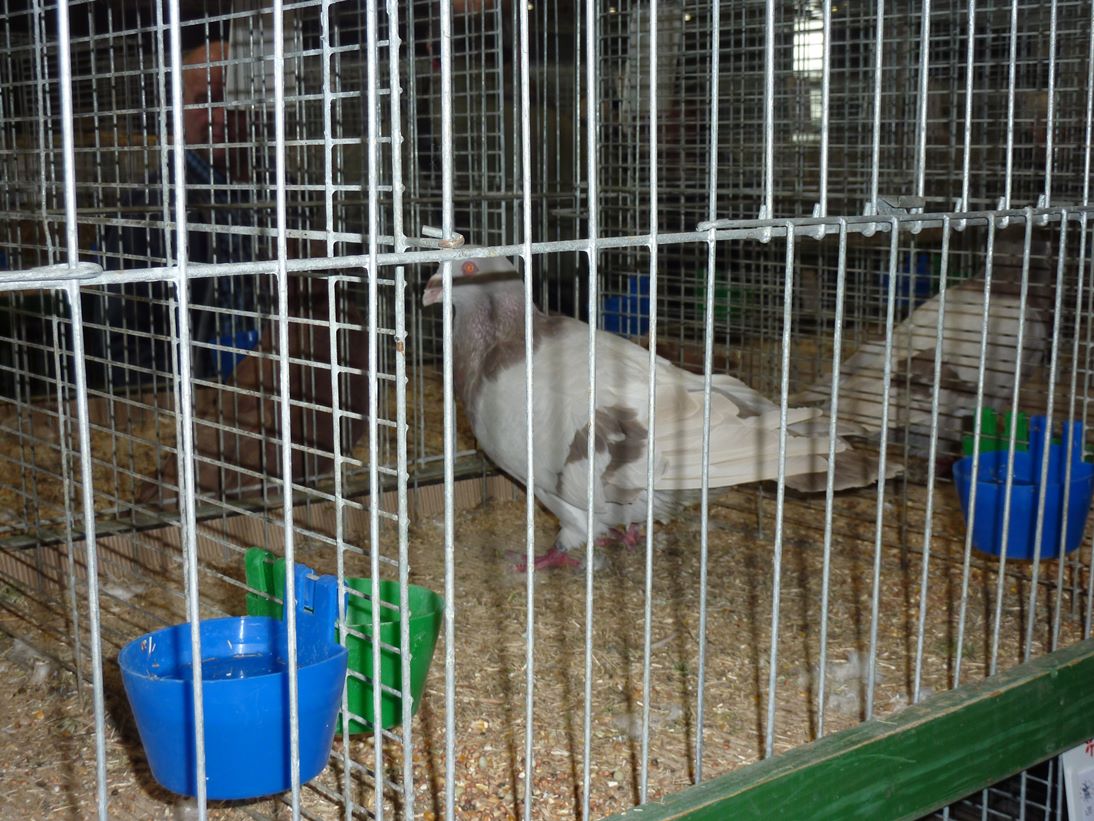 P1060132