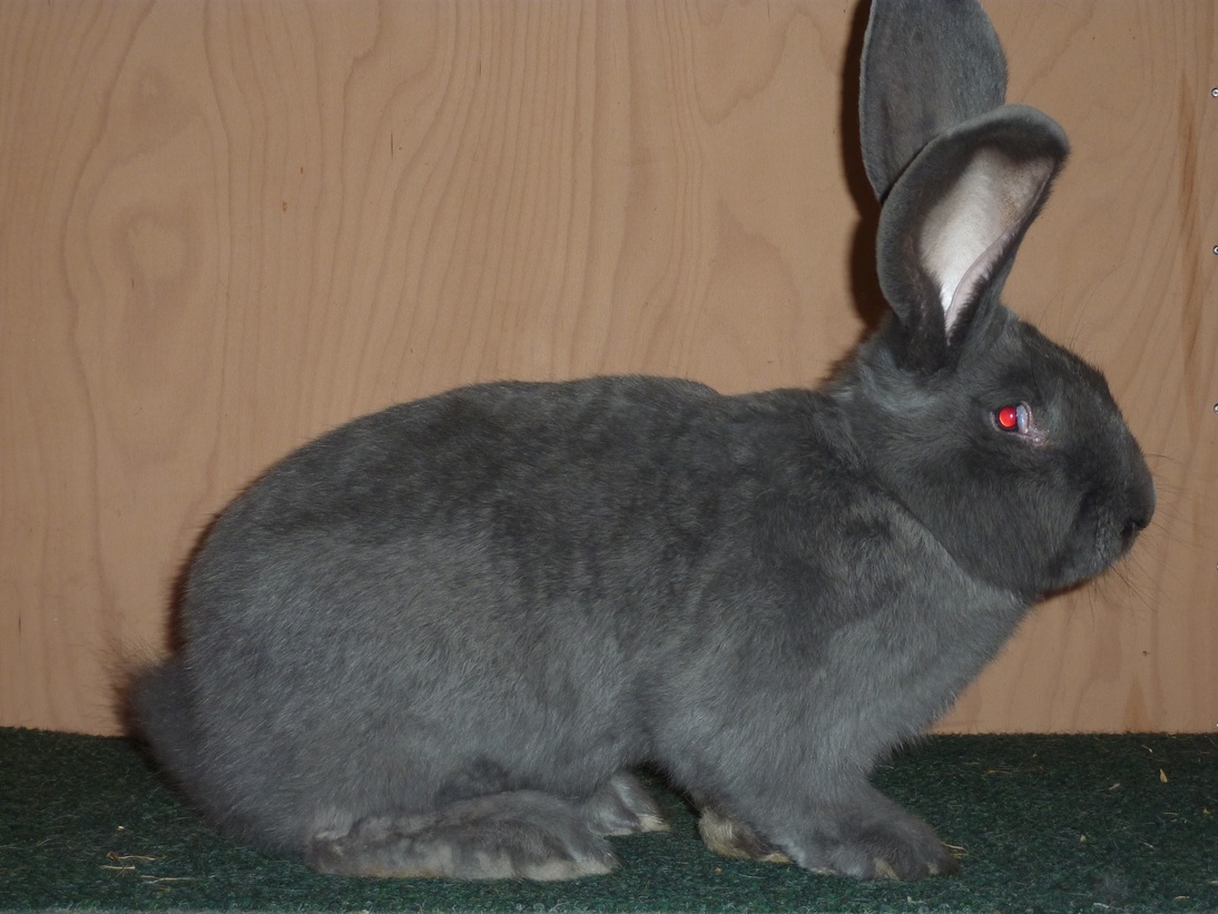 sampion-pr.-soucek-95-5-bodu